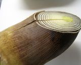 春たけのこのクリーム煮作り方1写真