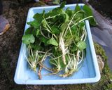 わさびの醤油漬け作り方1写真