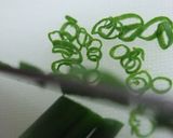 白身白蕪赤酢を添えて作り方9写真