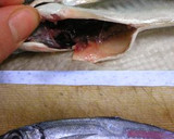 小鯵丸ごと頂きま～す♪小鯵の南蛮漬け作り方1写真