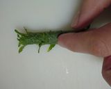 簡単!きれいに☆ 青じその千切り作り方2写真