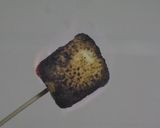 超簡単✿スヌーピーのマシュマロ✿作り方2写真