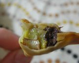 餃子の皮で焼きチョコバナナ作り方3写真