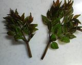 カリッとおいしい！！たらの芽の天ぷら作り方1写真