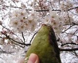 炊飯器でヨモギ蒸まんじゅう作り方9写真