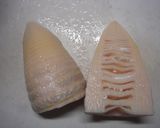 圧力鍋で筍と豚バラ煮作り方3写真