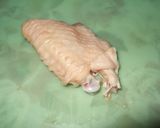 鶏の手羽先　チューリップの作り方作り方5写真
