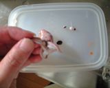 ホタルイカの佃煮作り方2写真