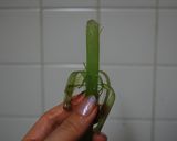 ◆春満喫♪今が旬のフキとツナの簡単煮◆作り方4写真