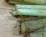 ふきの煮物♪作り方1写真