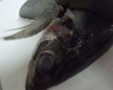 トマトドレッシングを温い魚や葉玉にも作り方19写真