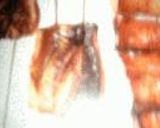 鰆の幽庵焼き作り方3写真