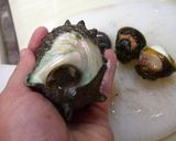 魚を捌こう！新鮮♫サザエの刺身編作り方4写真