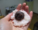 道明寺っぽい桜おはぎ作り方4写真