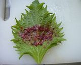 長芋の大葉巻き☆～梅風味～作り方1写真