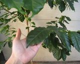 コーヒーの葉を使って炊いたバケツ稲作り方7写真