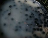 薬膳ノススメ！疲労回復に、簡単黒豆ごはん作り方3写真