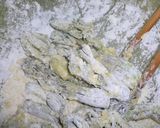 サクサク☆たらの芽の天ぷら作り方3写真