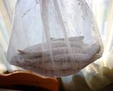 ししゃものカレー風味（フライ＆唐揚げ）♪作り方2写真