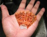 超美味！カサゴのヒレ酒（簡単だよ）作り方3写真