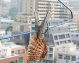 超美味！カサゴのヒレ酒（簡単だよ）作り方5写真