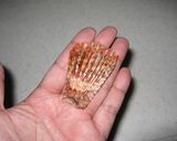 超美味！カサゴのヒレ酒（簡単だよ）作り方6写真