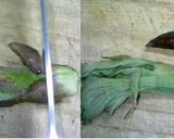 タラの芽のピーナッツ和え作り方1写真