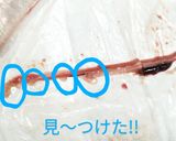 春告魚♬ニシンの下処理♬尾頭付き➕️寄生虫作り方30写真