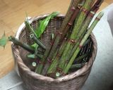 イタドリのきんぴら作り方1写真