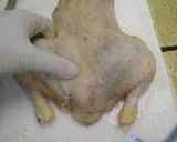 意外と簡単！チキンの解体作り方8写真