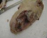 意外と簡単！チキンの解体作り方9写真