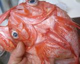 忘れられない味に◆キンキの酒盗焼作り方8写真
