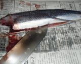 解説丁寧♪初夏の味覚♪飛魚の刺身♪作り方2写真