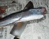解説丁寧♪初夏の味覚♪飛魚の刺身♪作り方3写真