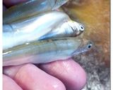 小鮎の ♪ 甘露煮 ♪ 佃煮作り方3写真