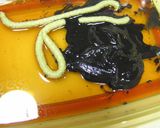 黒の漬け丼作り方1写真