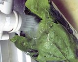 ほうれん草の冷凍保存方作り方2写真