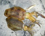 ★アオリイカのゲソのバター醤油★作り方2写真