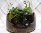 ◇何かと便利 na 大葉サワードリンク◇作り方2写真