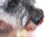 犬用★豆乳パセリクッキー作り方6写真
