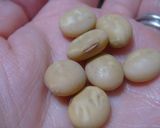 シンプル：豆好きな人へ作り方1写真