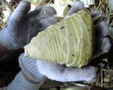 ☆たけのこ保存 塩固め☆作り方1写真