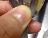 えみっつ流さっくりエビフライ作り方1写真