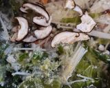 生姜麹で春キャベツの彩り味噌汁作り方5写真