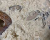 酒蒸し牡蠣のクリームリゾット作り方3写真