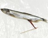 うちの☆ししゃも・小型魚❣下処理は爪楊枝作り方13写真