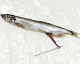 うちの☆ししゃも・小型魚❣下処理は爪楊枝作り方13写真