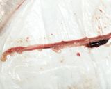 春告魚♬ニシンの下処理♬尾頭付き➕️寄生虫作り方31写真