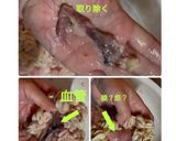 たちかま　白子の蒲鉾作り方2写真