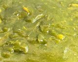 市販のルーでほうれん草チキンカレー🥬🍗🍛作り方9写真